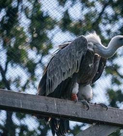 Hortobágyi Vadaspark