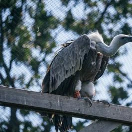 Hortobágyi Vadaspark Hortobágy - Egyéb