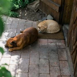 Almalomb Kulináris Kitérő & Találkozóhely Hosszúhetény - Egyéb