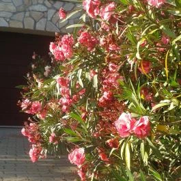 Anna Mediterrán Vendégház Hosszúhetény - Medence/kert