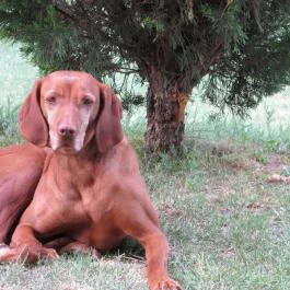 Anna Mediterrán Vendégház Hosszúhetény - Egyéb