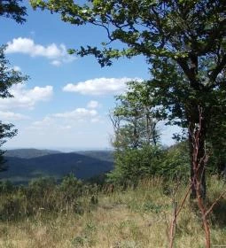 Kelet-Mecsek Tájvédelmi körzet