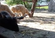 Póni Kuckó Vendégház és Minifarm Hosszúvölgy