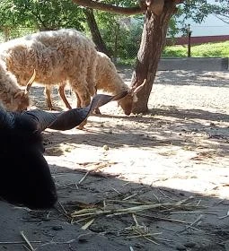 Póni Kuckó Vendégház és Minifarm 