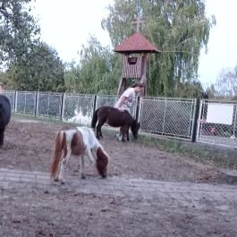 Póni Kuckó Vendégház és Minifarm Hosszúvölgy - Egyéb