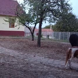 Póni Kuckó Vendégház és Minifarm Hosszúvölgy - Egyéb