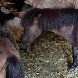 Póni Kuckó Vendégház és Minifarm Hosszúvölgy - Egyéb