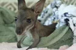Elhagyott kenguru bébiket nevel a tiszaderzsi Kenguru Park főgondozója