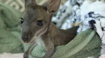 Elhagyott kenguru bébiket nevel a tiszaderzsi Kenguru Park főgondozója