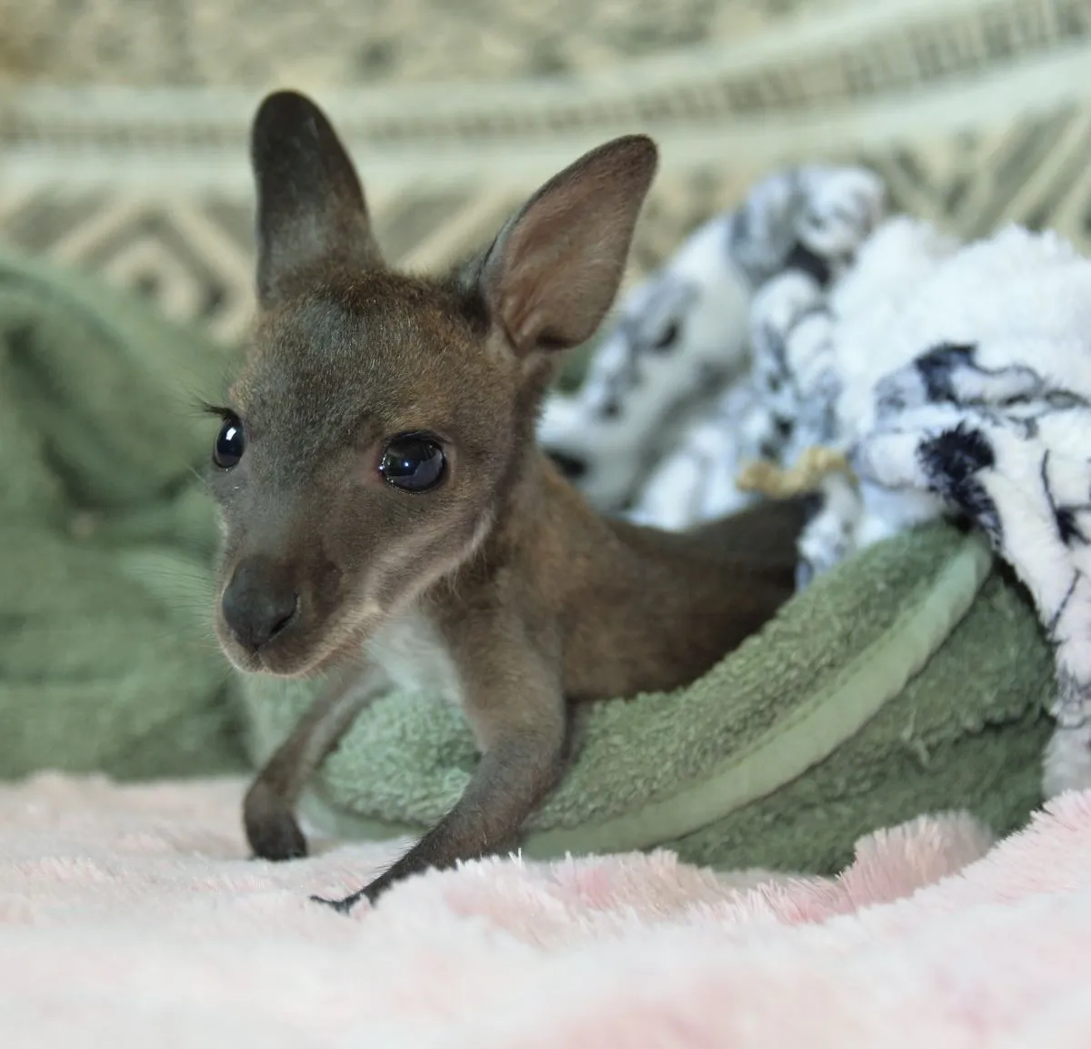 Elhagyott kenguru bébiket nevel a tiszaderzsi Kenguru Park főgondozója / Fotó: tiszaderzsi Kenguru Park 