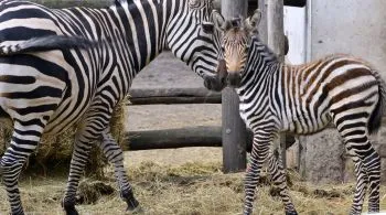Zuri névre keresztelték a Fővárosi Állatkertben született zebracsikót