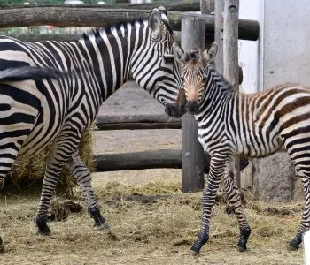 Zuri névre keresztelték a Fővárosi Állatkertben született zebracsikót