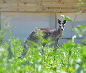 Új fajjal gazdagodott a Tisza-tó partján található tiszaderzsi Kenguru-Park