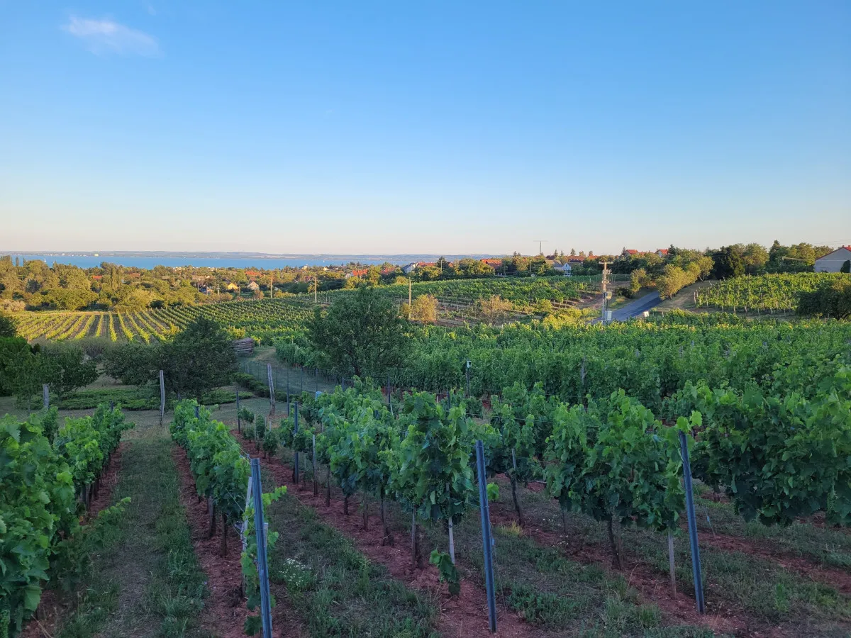 7 balatoni pincészet mesés panorámával - Jásdi Pince