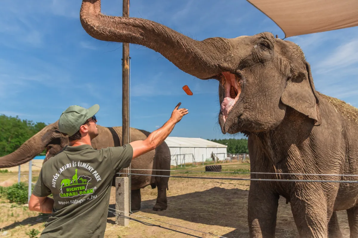 Állatkertek Éjszakája a Richter Safari Parkban/ Fotó: Richter Safari Park