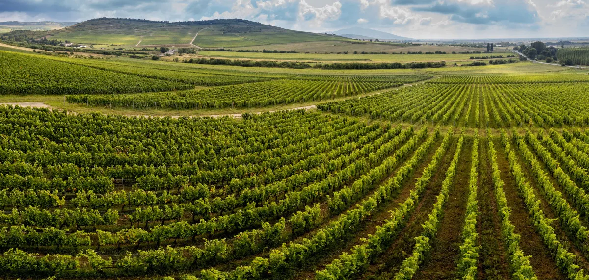 Tokaji borvidék