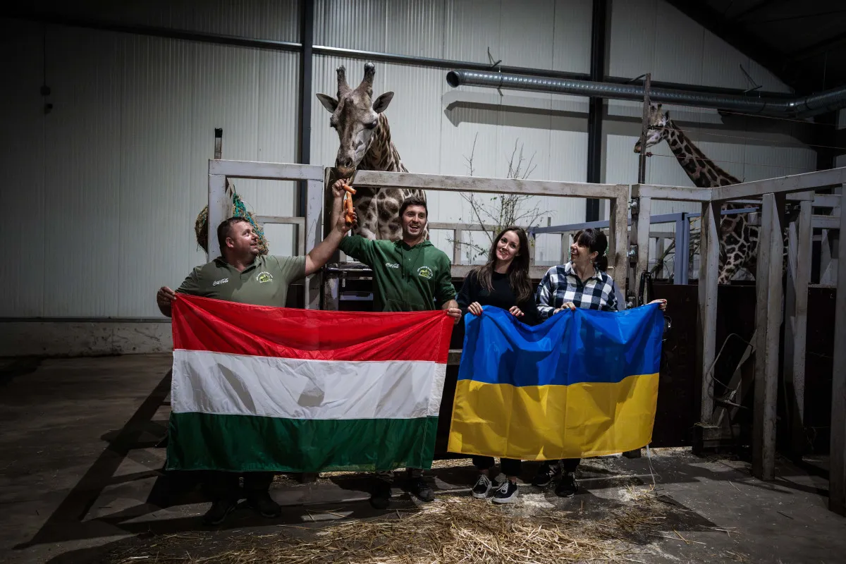 Zsiráfbikát menekített Ukrajnából a Richter Safari Park 