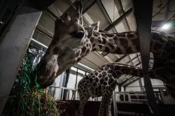Zsiráfbikát menekített Ukrajnából a Richter Safari Park 
