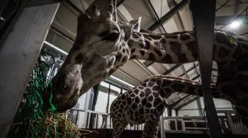 Zsiráfbikát menekített Ukrajnából a Richter Safari Park 