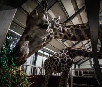 Zsiráfbikát menekített Ukrajnából a Richter Safari Park 