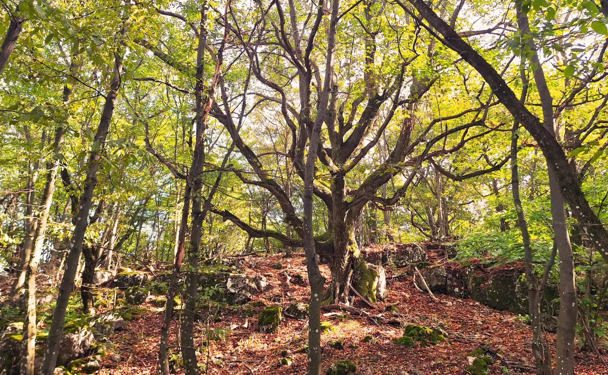 5 tündérszép tanösvény őszi túrákhoz - Eperjes tanösvény, Olaszfalu