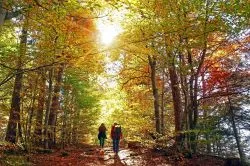 5 tündérszép tanösvény őszi kiránduláshoz