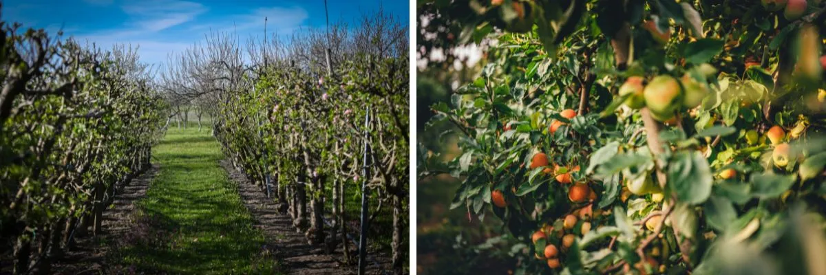 Saját bio kert - Hercegasszony Birtok Wellness & Garden Mezőtúr