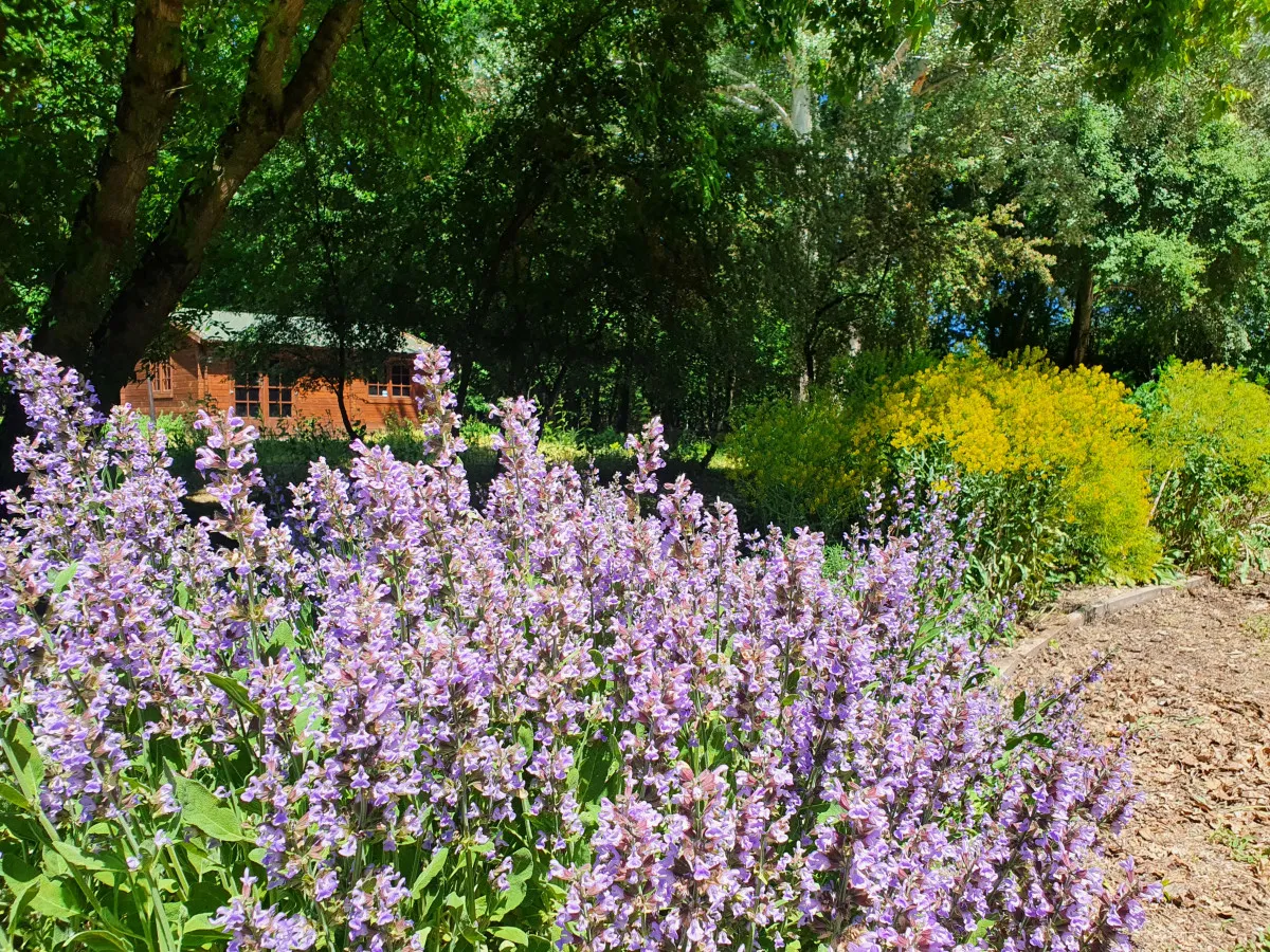 Fotó: Szarvasi Arborétum