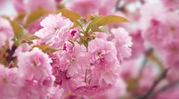 Ünnepeljük a cseresznyevirágzást - Sakura ünnep a Füvészkertben 2025