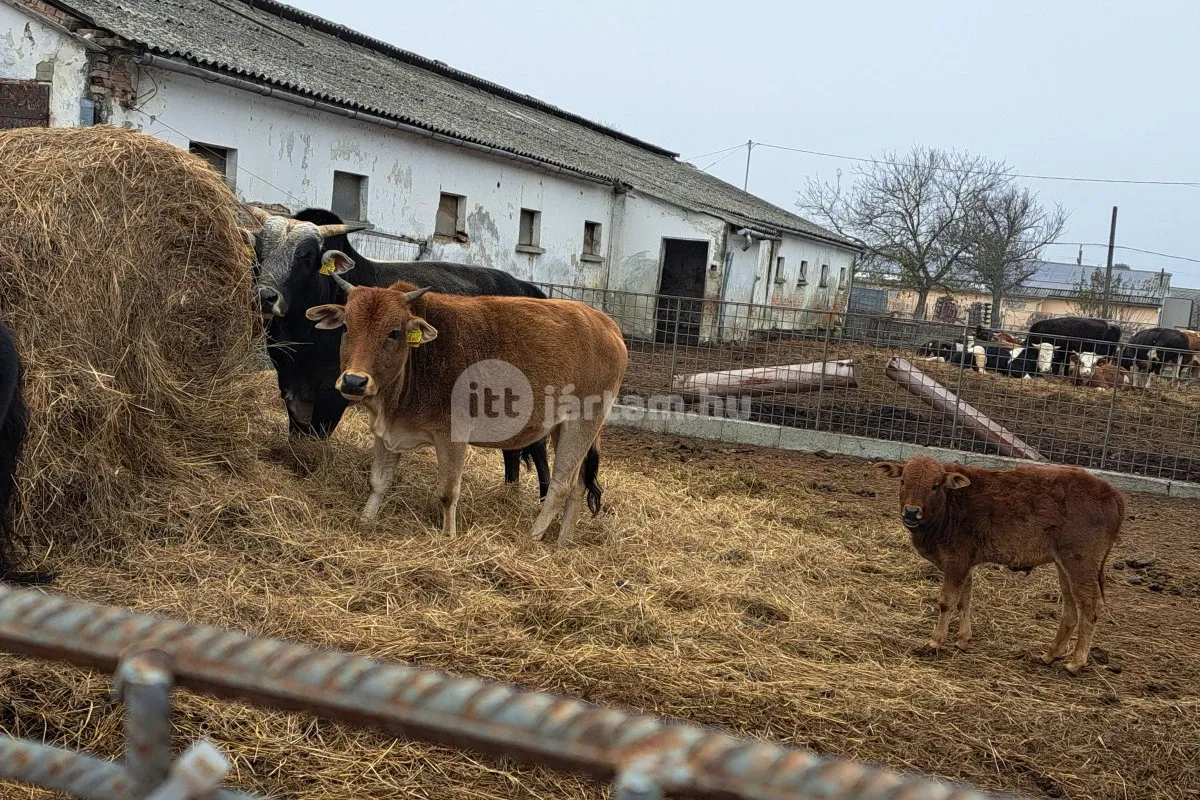 7 Vezér Történelmi Kalandpark és Garabonciás Farm Garaboncon, interaktív honfoglalás élmény gyerekeknek és felnőtteknek