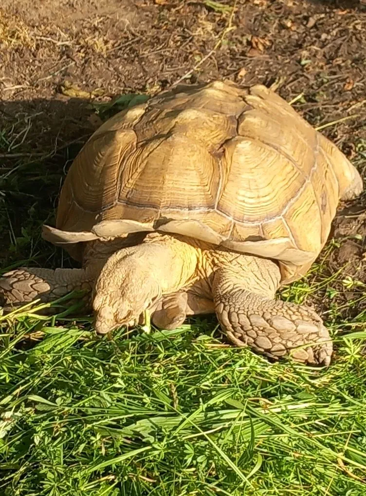 Kirándulási tippek vidrafarmtól az elefántparkig - Teknős Park, Kőröshegy/ Fotó: Teknős Park Balatonföldvár Facebook oldala