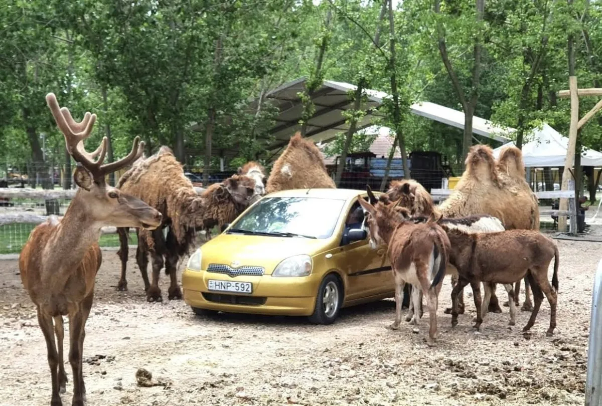 Kirándulási tippek vidrafarmtól az elefántparkig - Safari Park, Pusztaottlaka /Fotó: Safari Park, Pusztaottlaka Facebook oldala