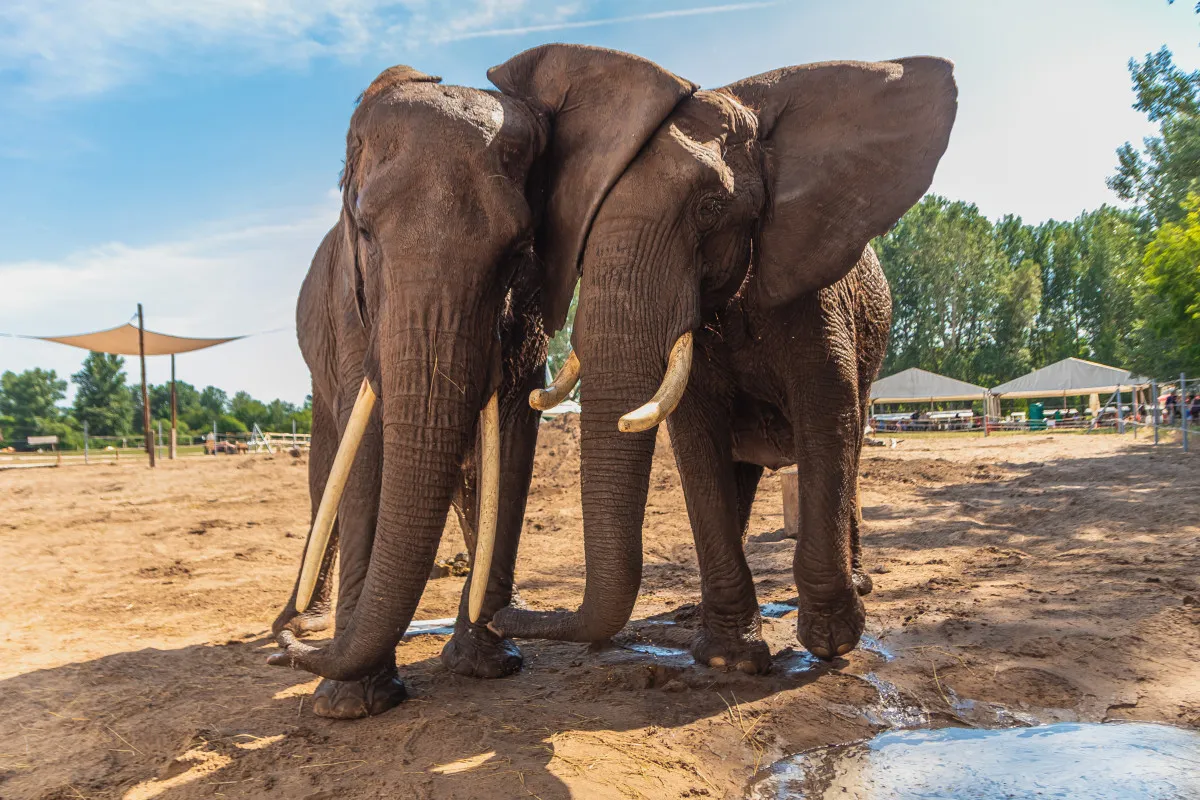 Őszi programok családoknak - Richter Safari Park, Nagykőrös