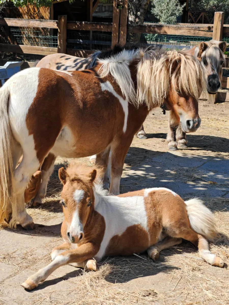 Bakancslistás családi programok - Minifarm, Veresegyház/ Fotó: Minifarm Facebook oldala
