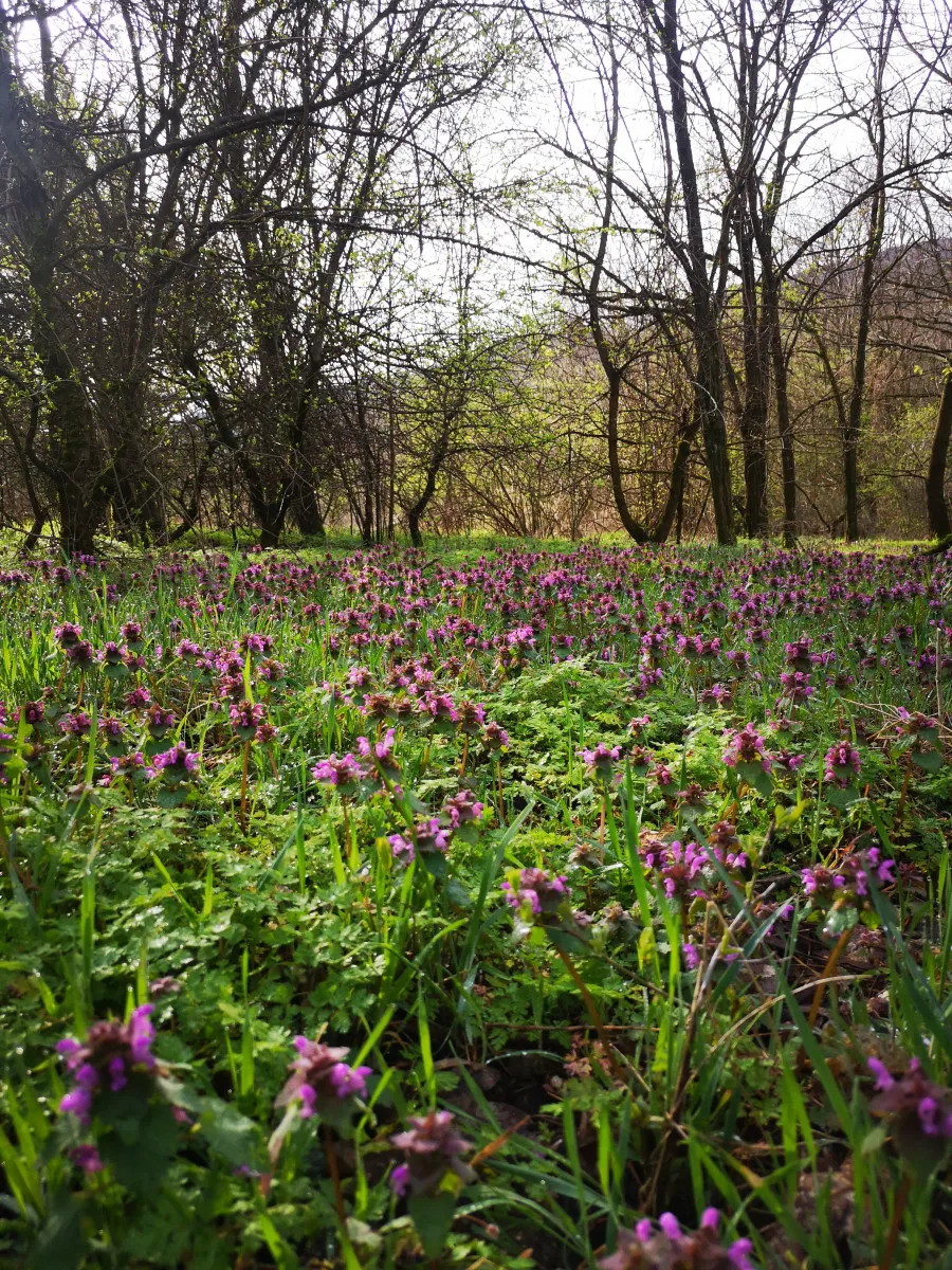 Fahíd és csapóajtó is vár a Jági-tanösvény útvonalán, Pilisszentiván közelében