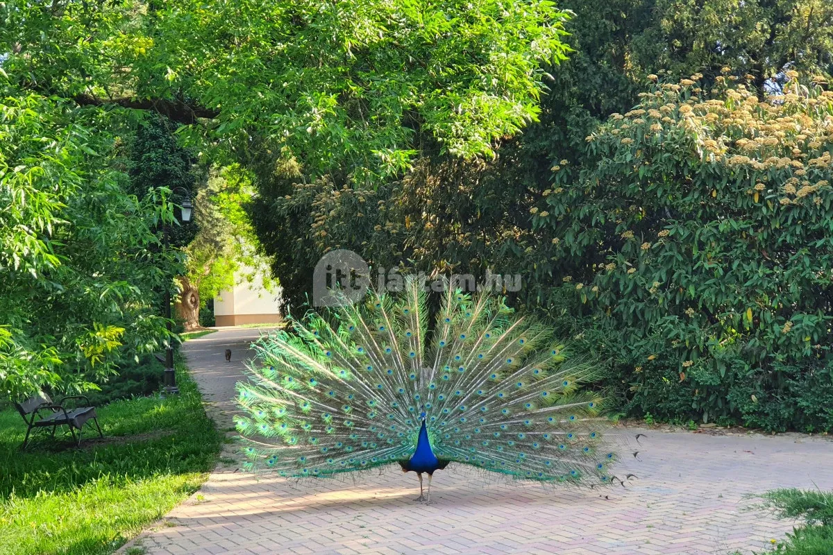 Látogatók a Szarvasi Arborétum sétaútjain, pávákkal és növényritkaságokkal