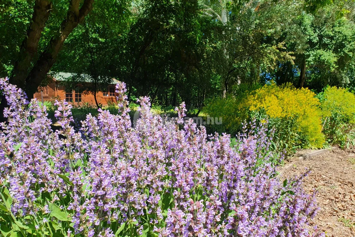 A Szarvasi Arborétum Pepi-kertjének növénykülönlegességei és teknősterráriuma
