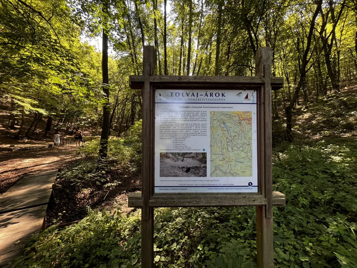 A Soproni-hegység erdejében kanyarog a Tolvaj-árok Természeti Tanösvény