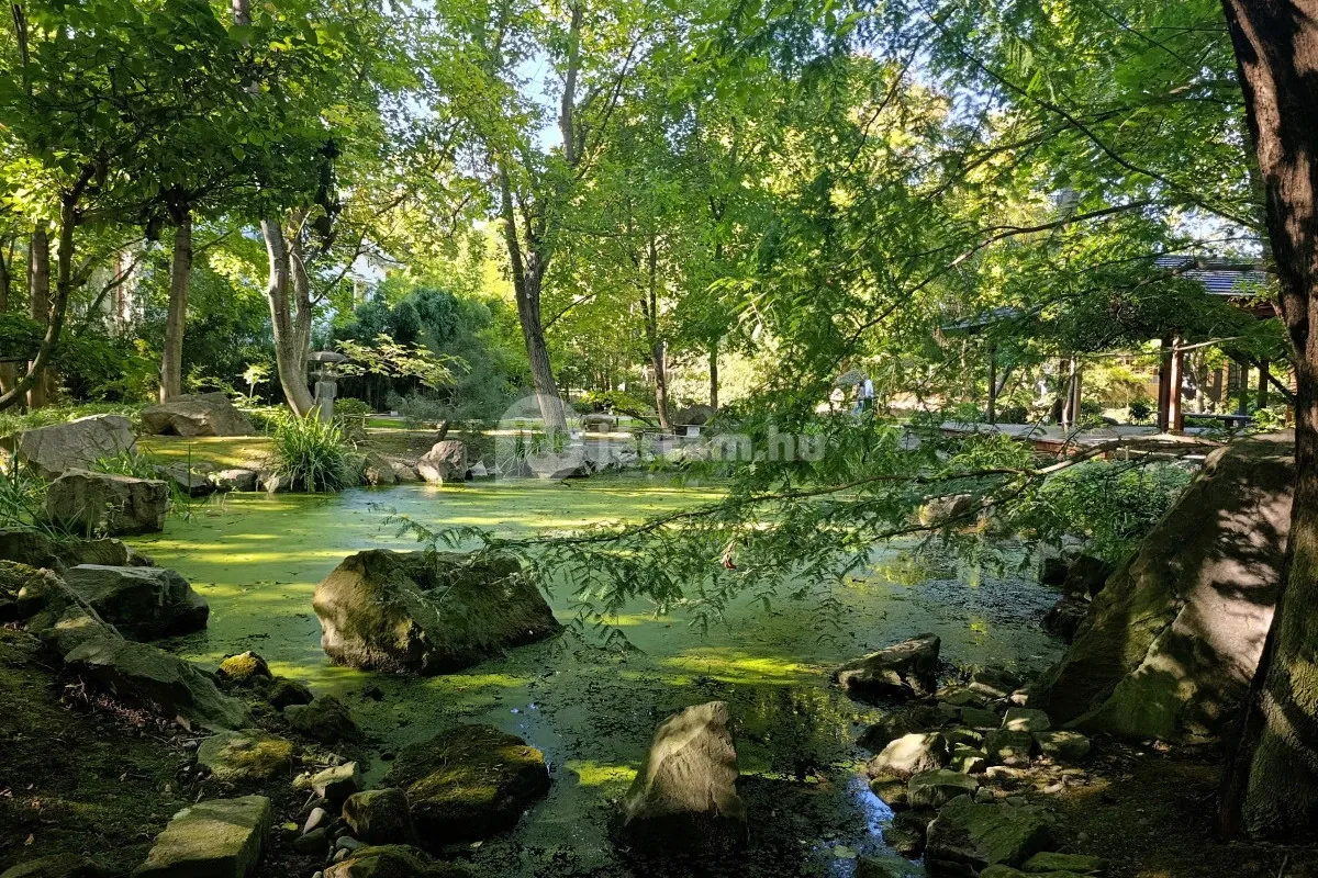 A Szentendrei Japánkert különleges helyszíne lehet egy sétának, ahol a természet és művészet találkozik