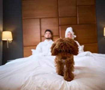 Kutyával utaznál? Íme a legjobb hazai állatbarát hotelek