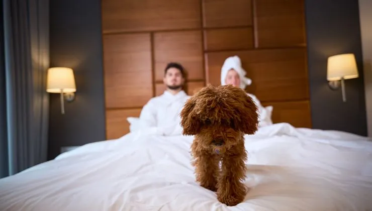 Kutyával utaznál? Íme a legjobb hazai állatbarát hotelek