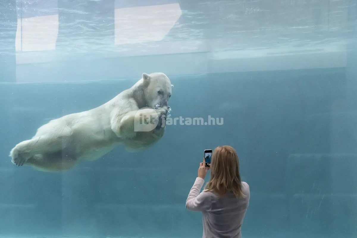 Legendásan szép jegesmedvéket tekinthetünk meg Nyíregyházán a Sóstó Zoo-ban