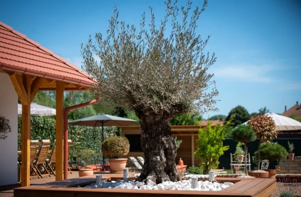 A tokaji Casa Oliva olívafákkal, levendulákkal és festői kerttel örvendeztet meg