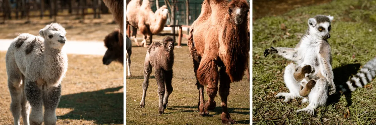 Fotók: Richter Safari Park