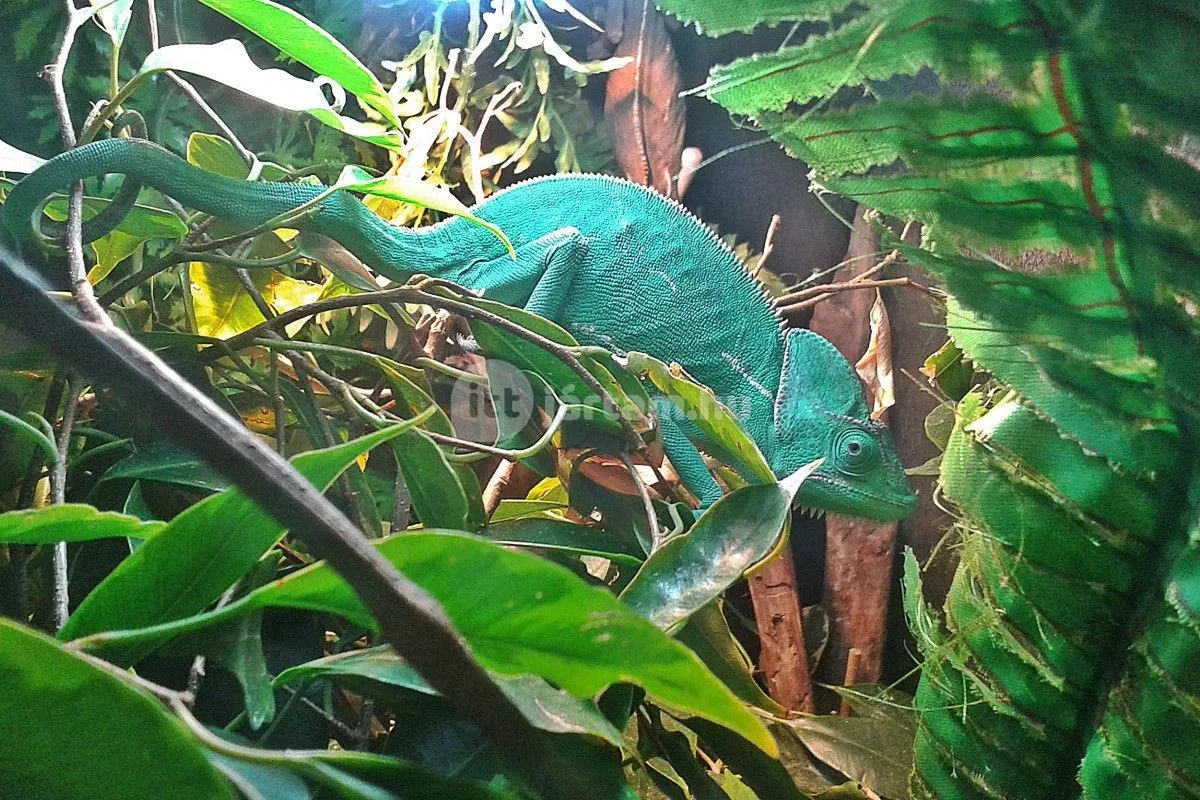A Zoo Caféban a vendégek különféle egzotikus állatfajokkal ismerkedhetnek meg, miközben kávéznak