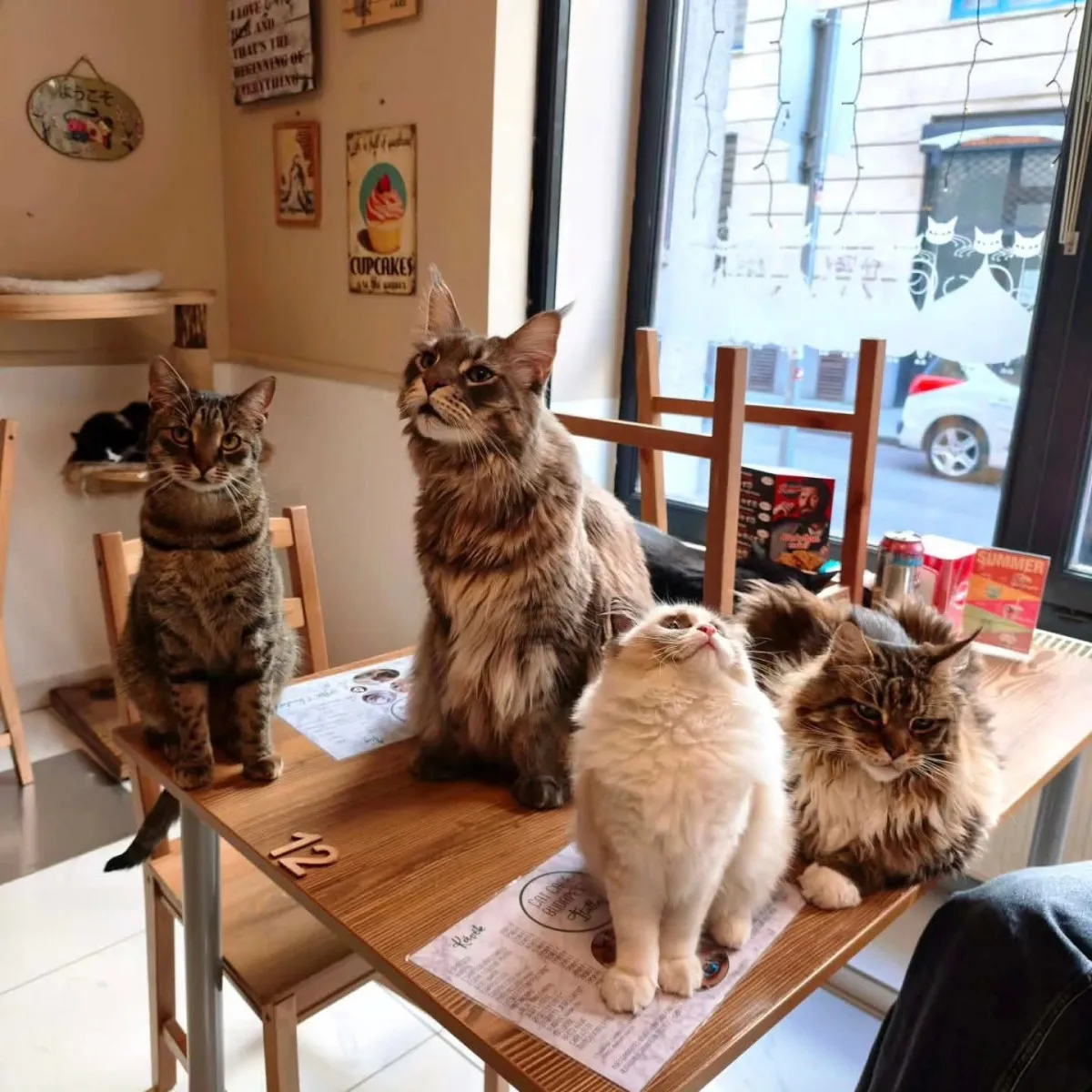 A Cat Caféban jelenleg 15 macska osztozik a vendégekkel a térben / Fotó: Cat Café Budapest Facebook-oldala
