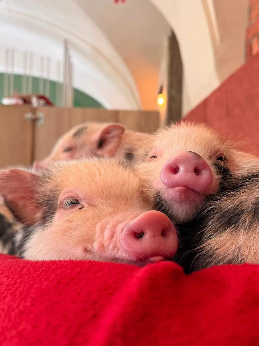 A MiniPig Cafe Budapest Európa első olyan kávézója, ahol kávézás közben mini malacokat lehet simogatni/ Fotó: MiniPig Cafe Budapest Facebook oldala