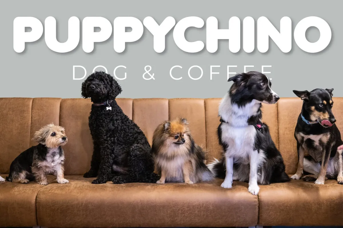 A Puppychino Dog & Coffee azoknak szól, akik szerint a délutáni kávézás nem lehet teljes kutya nélkül / Fotó: Puppychino Kávézó & Cukrászda Facebook-oldala