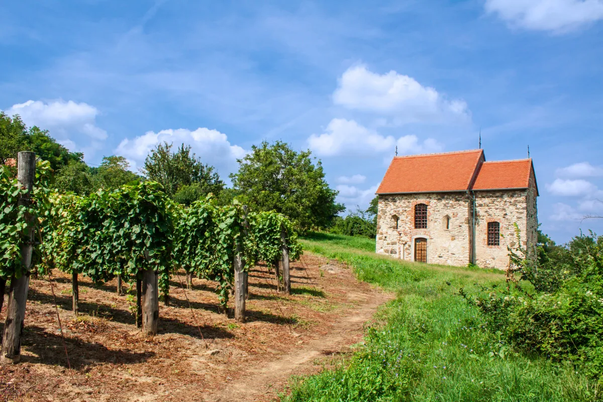 A kisapáti Szent Kereszt-kápolna a szőlőültetvények között, a Balaton-felvidék nyugodt hangulatát idézve.