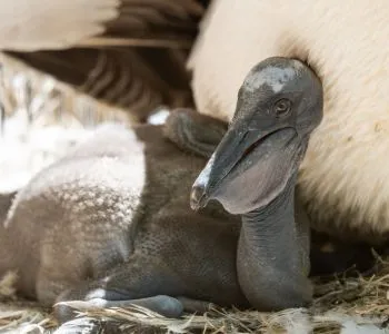Először kelt ki rózsás pelikán a Nyíregyházi Állatparkban